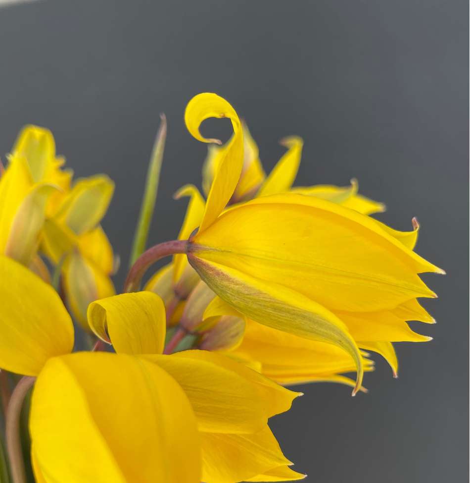 Botanisk Tulipan 'Sylvestris'